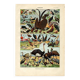 Old engraving from 1923 - Birds of the World II by A. Millot - Illustration