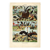 Old engraving from 1923 - Birds of the World II by A. Millot - Illustration