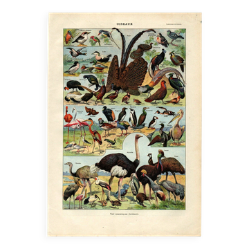 Old engraving from 1923 - Birds of the World II by A. Millot - Illustration