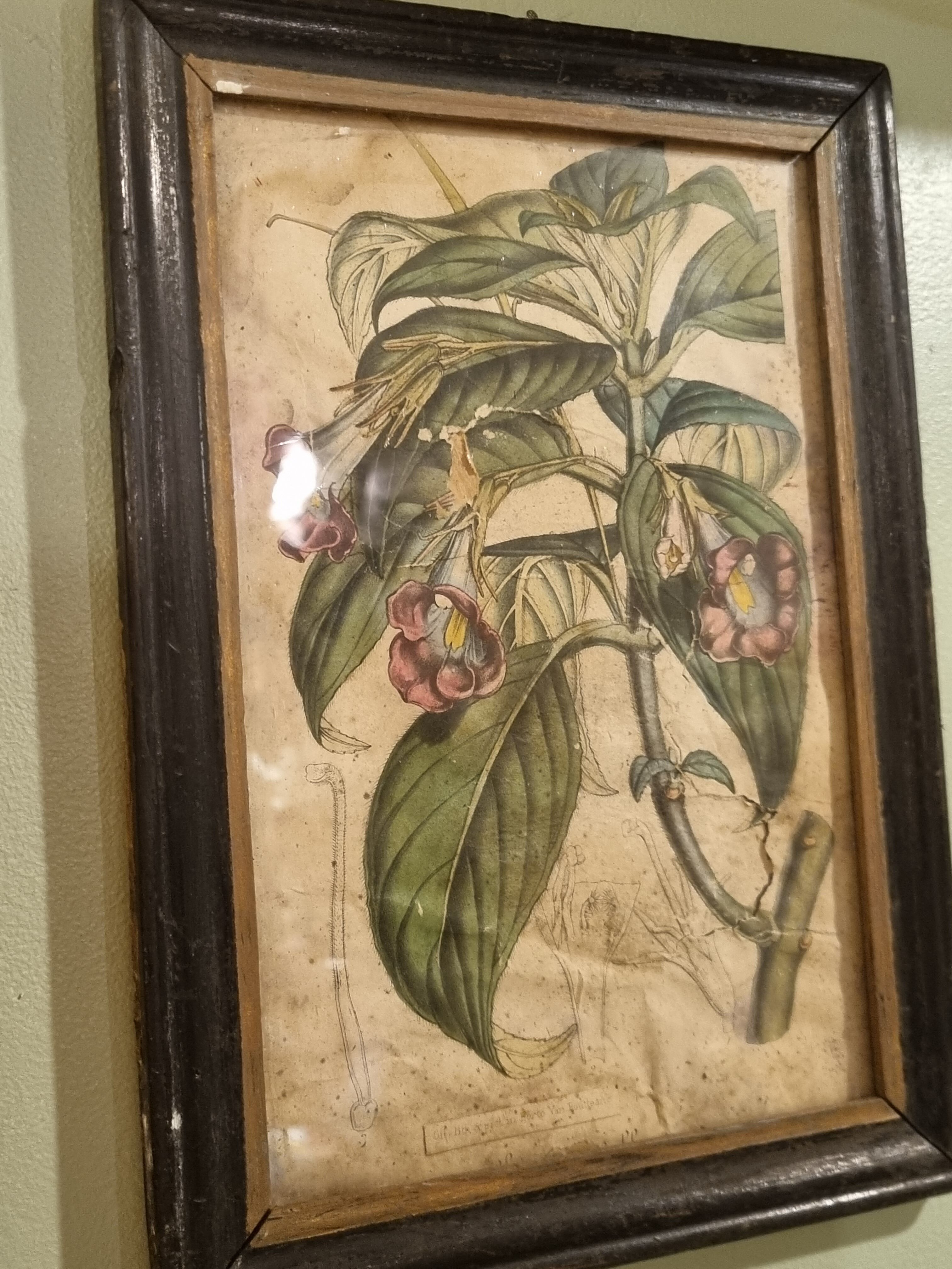 Floral engraving late 18th