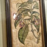 Floral engraving late 18th