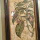 Gravure florale fin 18ème