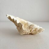 Old natural shell holy water font with empty pocket