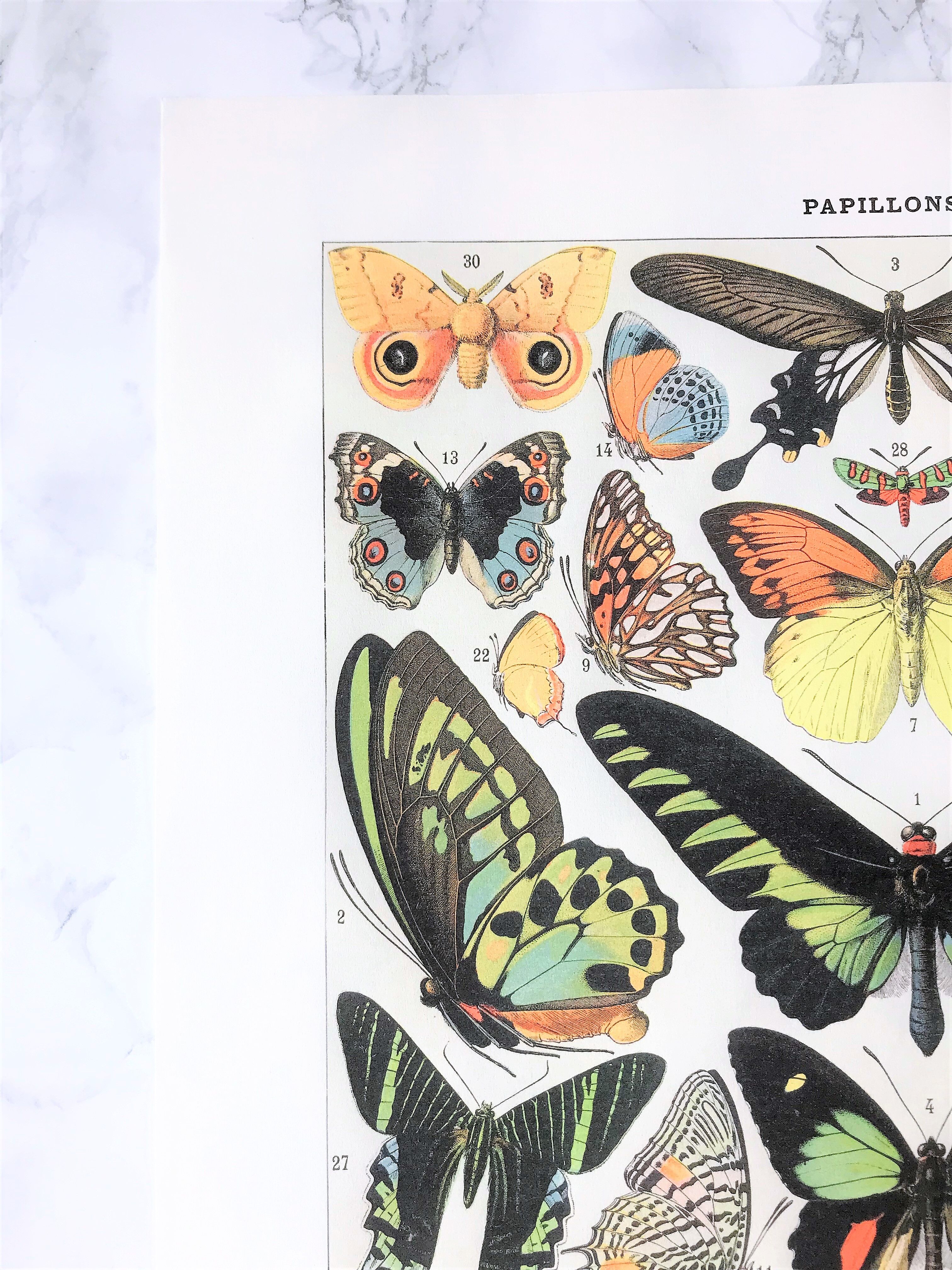 Zoological Board representing different kinds of butterflies