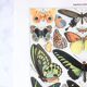 Planche zoologique représentant différentes sortes de papillons