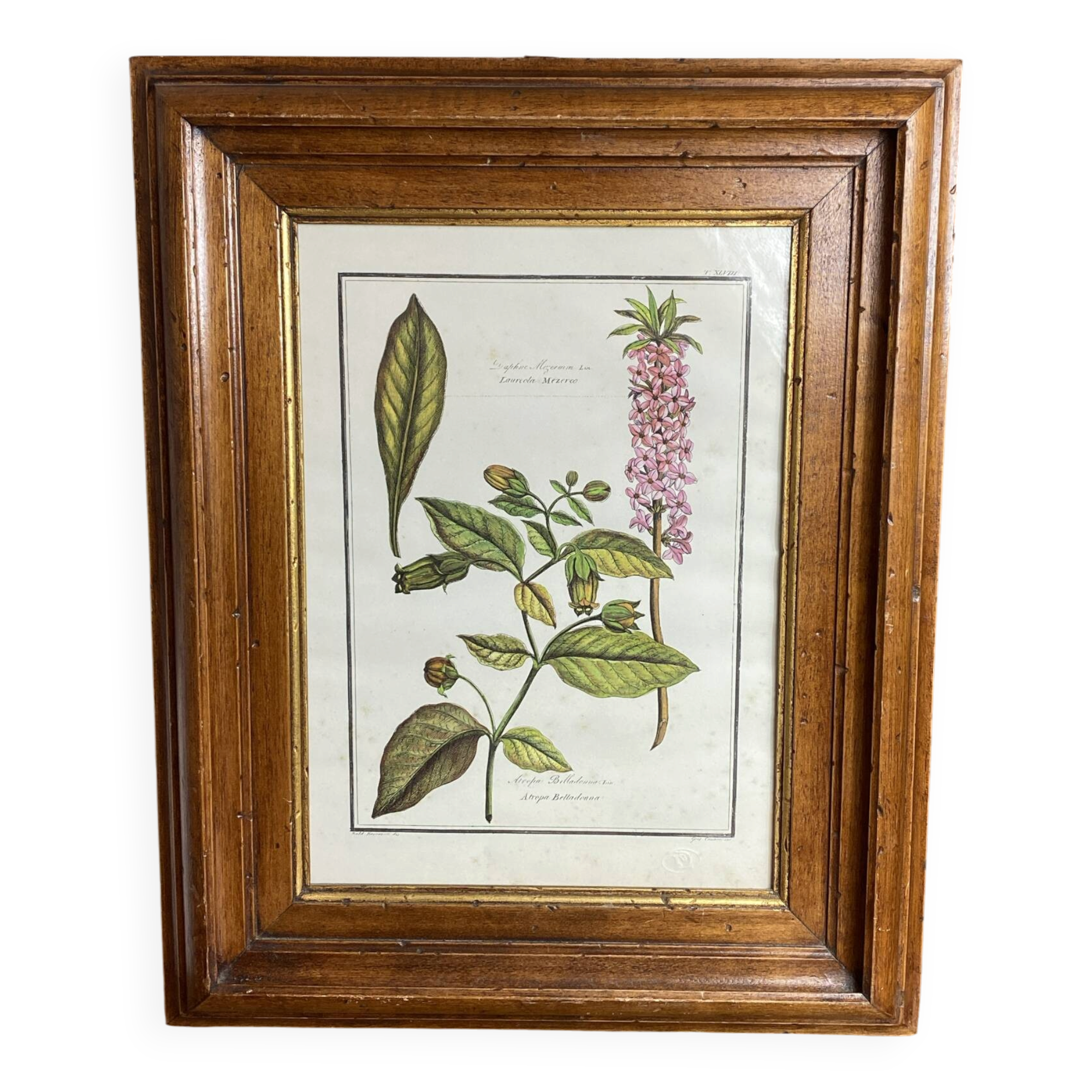 Framed botanical print, Atropa Belladonna