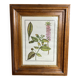 Framed botanical print, Atropa Belladonna