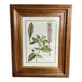 Framed botanical print, Atropa Belladonna