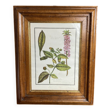 Framed botanical print, Atropa Belladonna