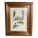 Framed botanical print, Atropa Belladonna
