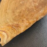 Set of 2 Cymbium Shells