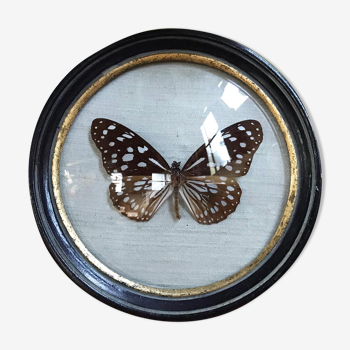 Butterfly under bulging frame