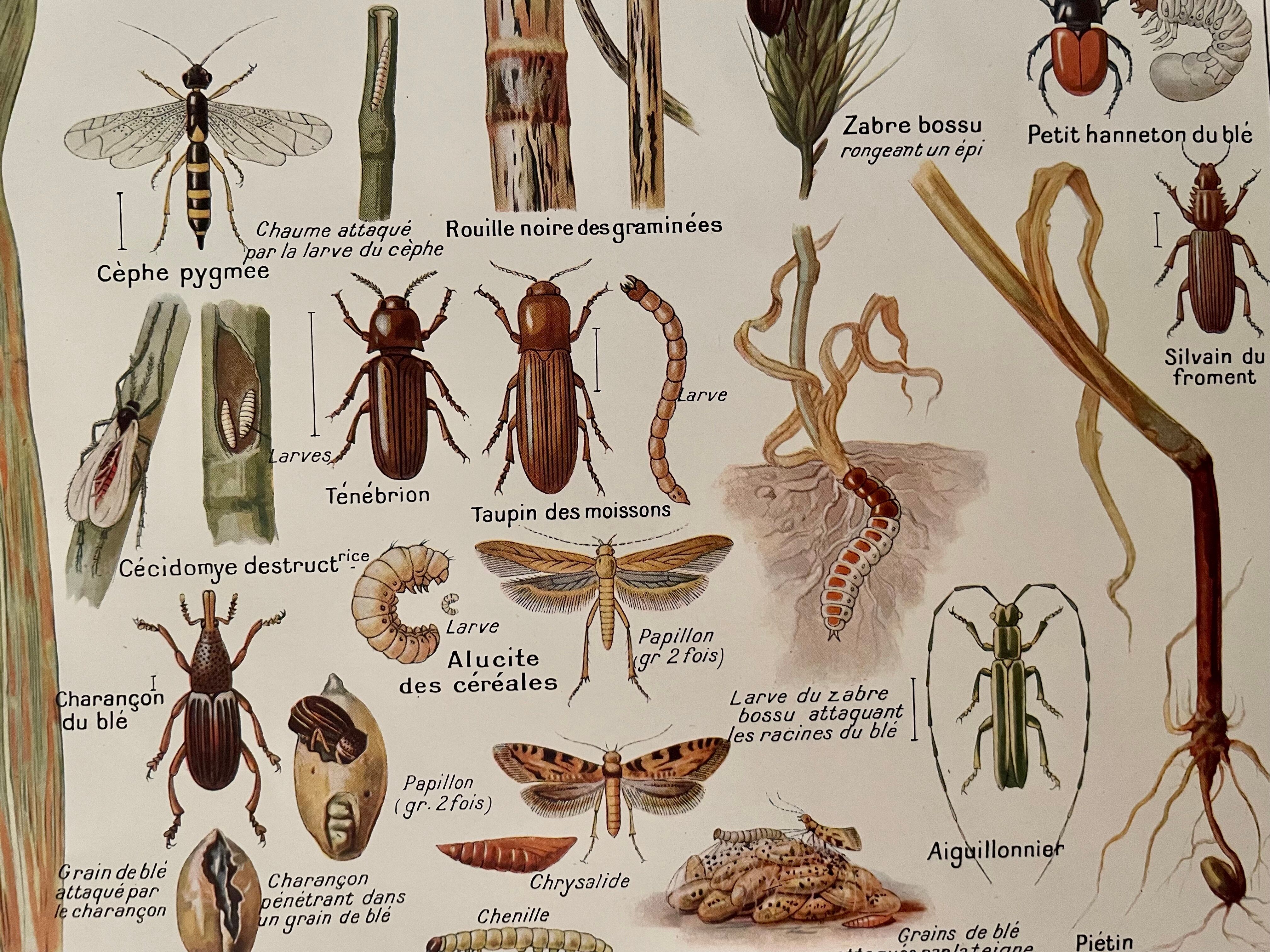 1921 wheat lithograph (diseases and enemies of wheat)