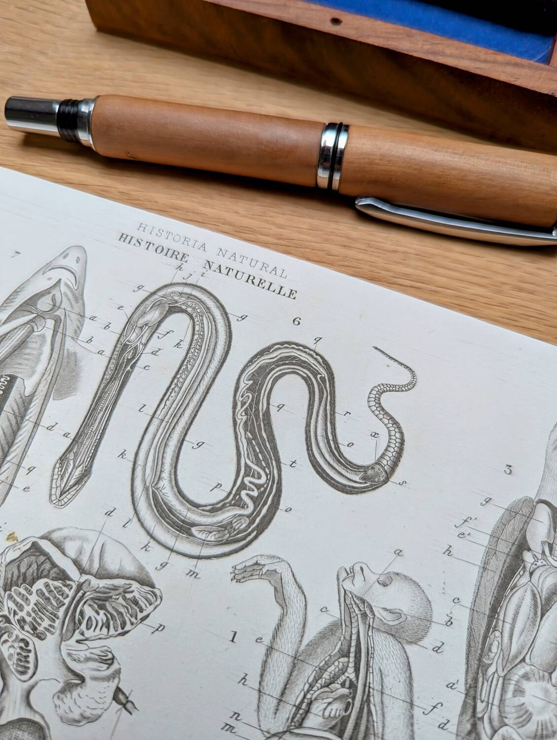 Printed in 1851, Zoological Poster.