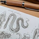 Printed in 1851, Zoological Poster.