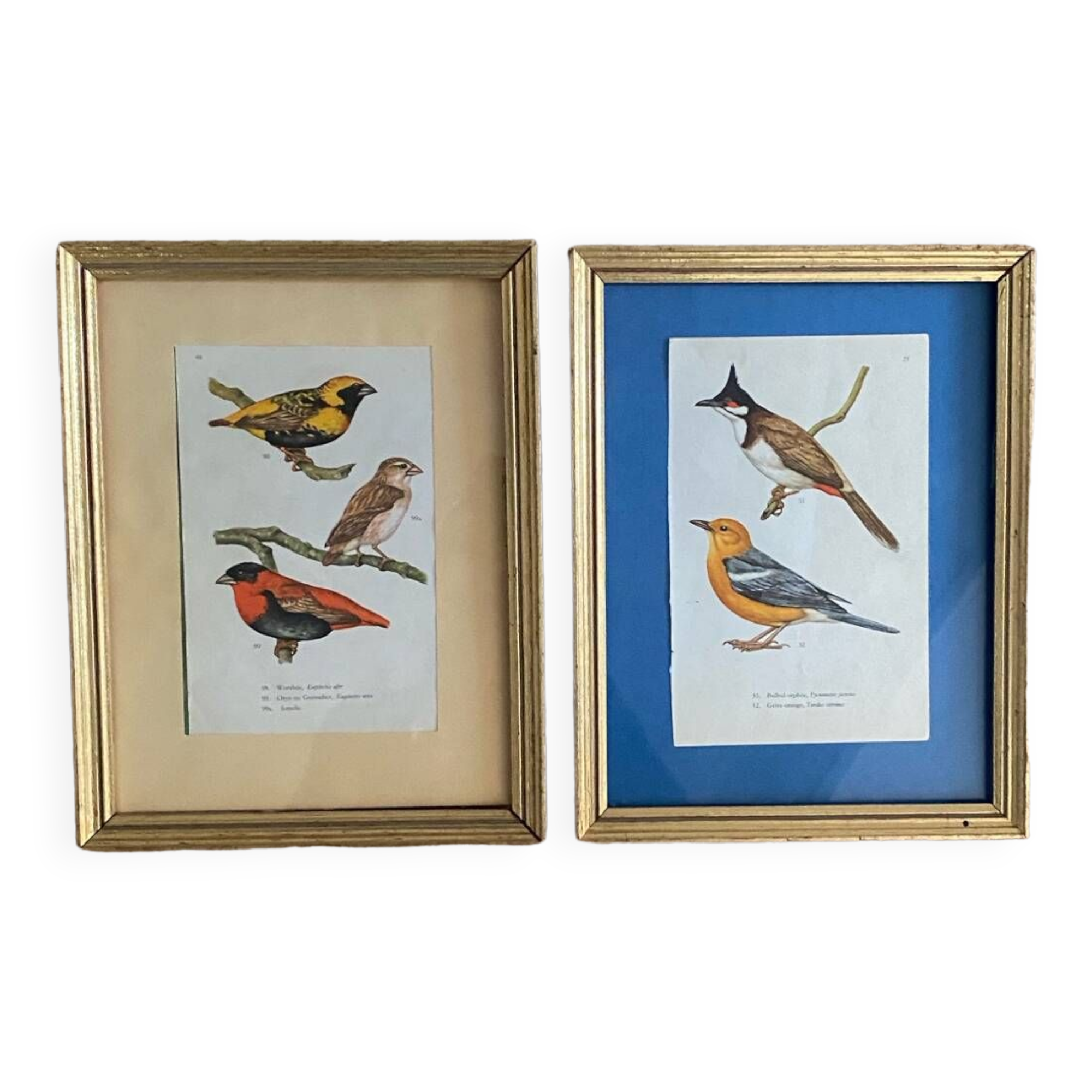 Ornithological frames “birds in cages”.