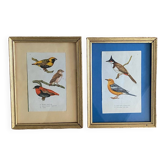 Ornithological frames “birds in cages”.