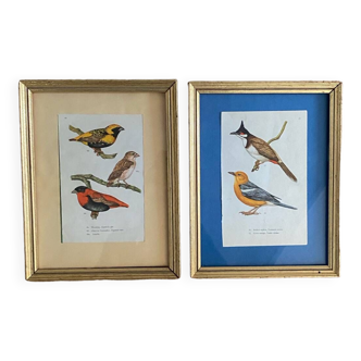Ornithological frames “birds in cages”.