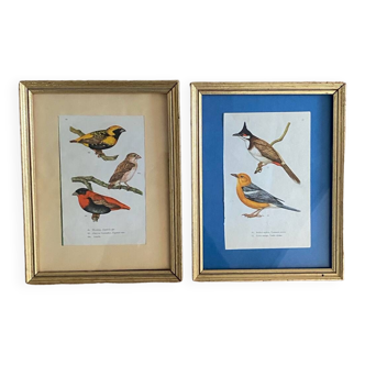 Ornithological frames “caged birds”.
