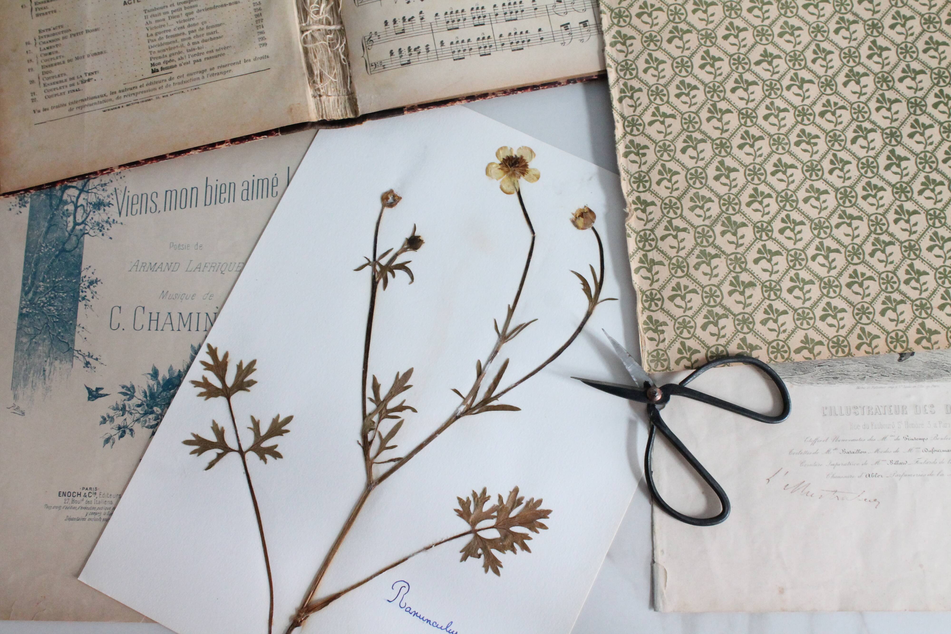 Old French botanical plate – Pressed plant (Buttercup) Format