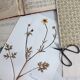 Old French botanical plate – Pressed plant (Buttercup) Format