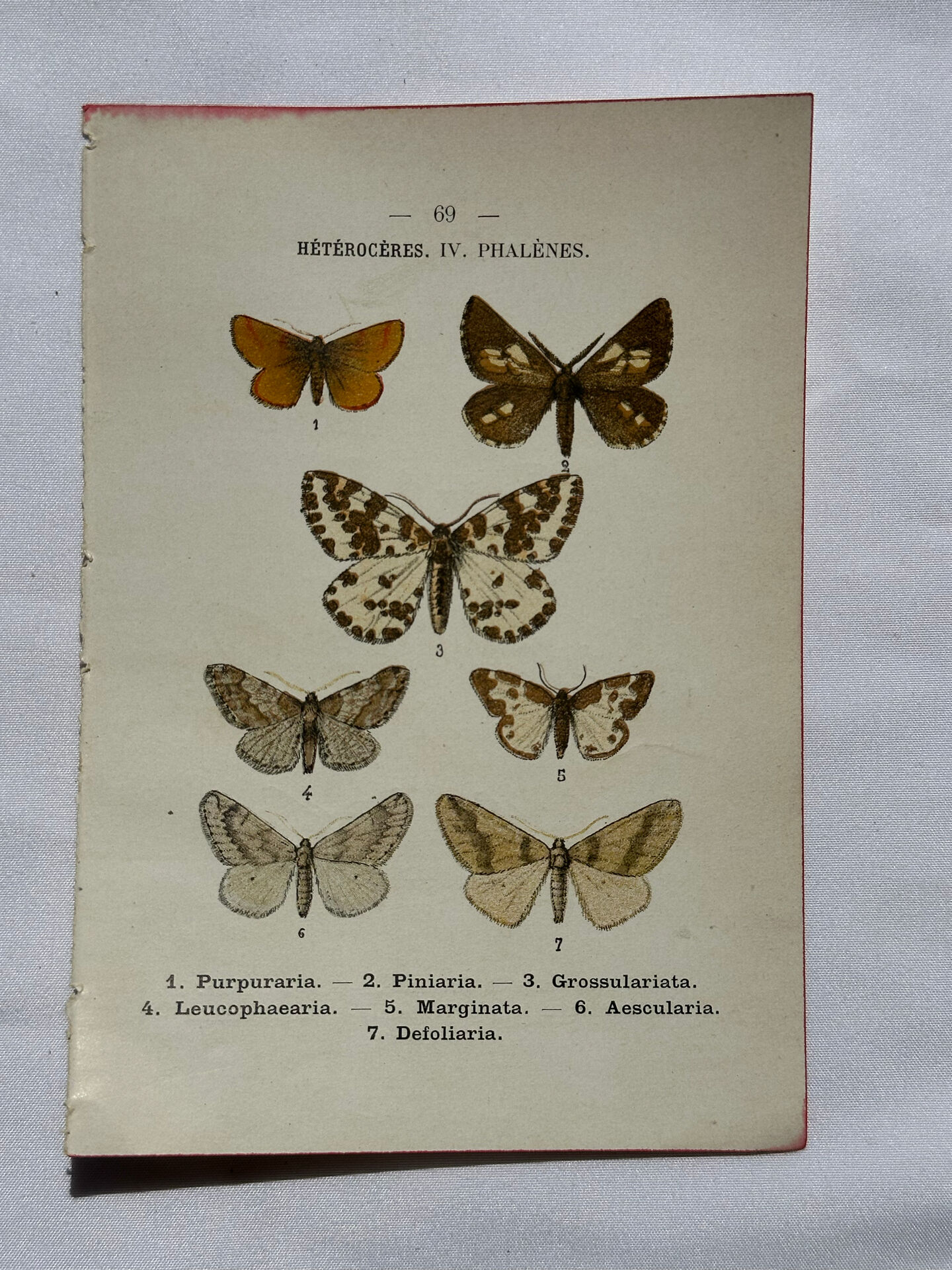 Gravure botanique papillons double face planche naturaliste Eau forte