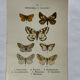 Gravure botanique papillons double face planche naturaliste Eau forte