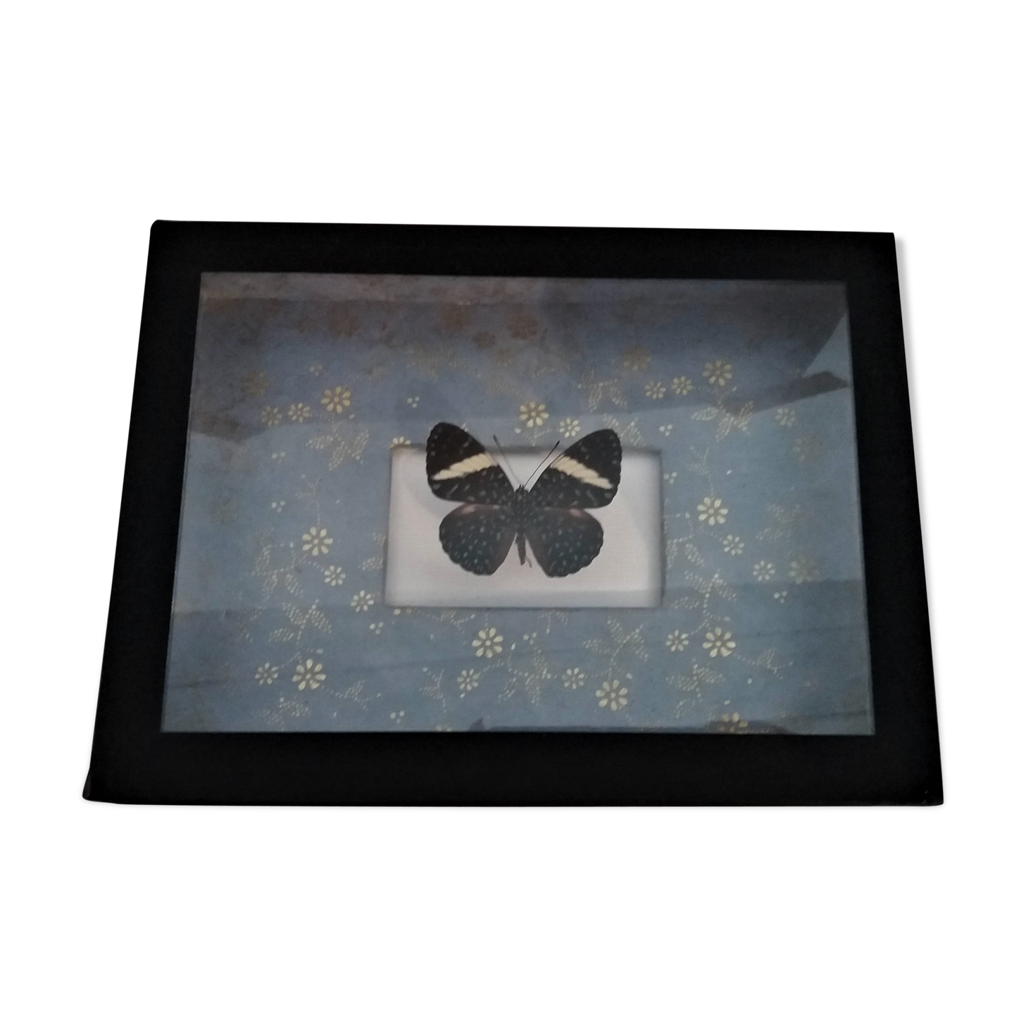 Entomology frame with butterfly hamadryas laodamia