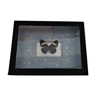 Entomologie cadre avec papillon hamadryas laodamia