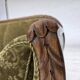 1950s, Danish 3-seater sofa, green furniture velour, oak wood.