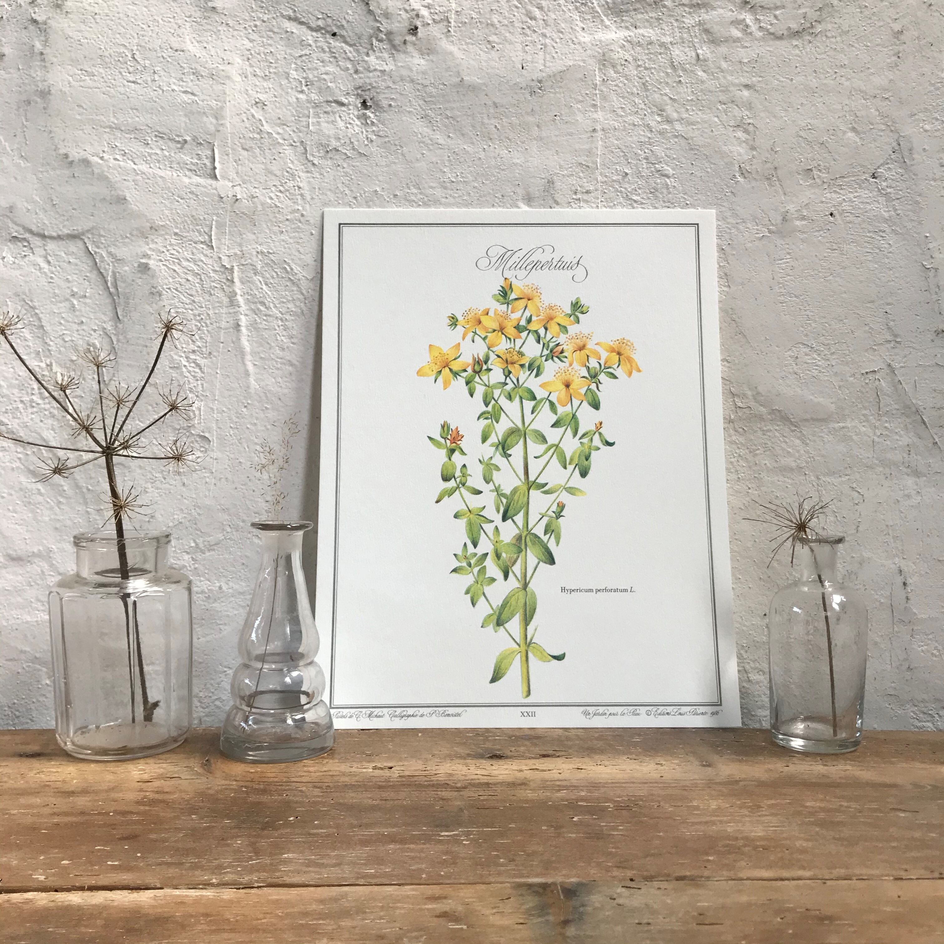 Botanical plank the Millepertuis