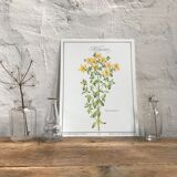 Botanical plank the Millepertuis