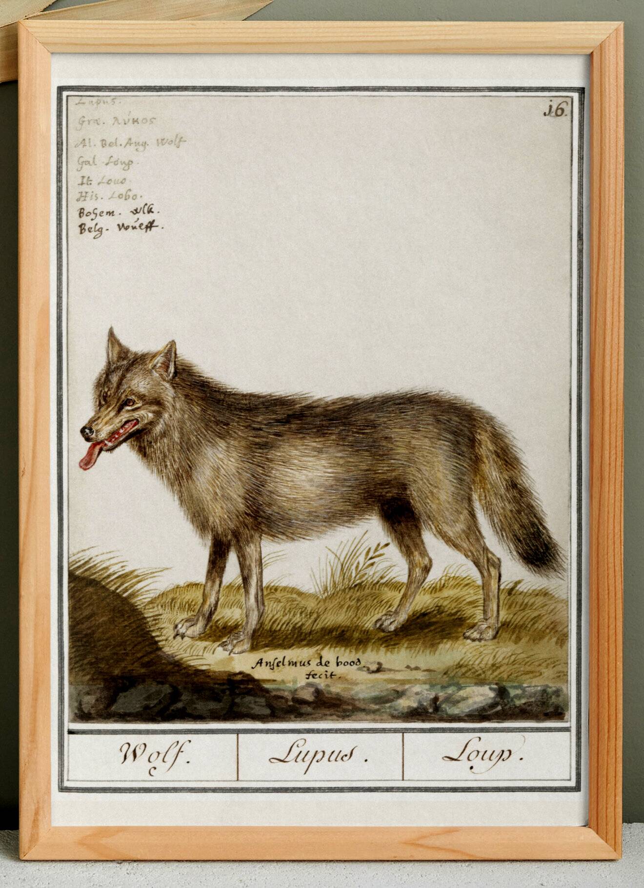 Small poster about the wolf, after an old engraving from 1610