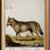 Small poster about the wolf, after an old engraving from 1610