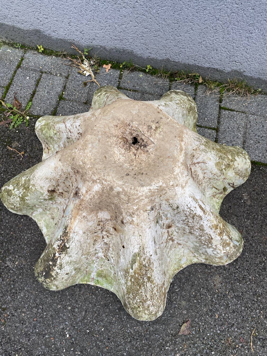 Biomorphic planter by Willy Guhl, 1960