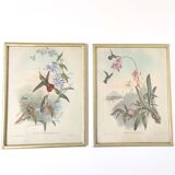Lot 2 Bird lithographs by J. Gould and H-C Richter golden frame