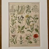 Lithograph weeds weeds - 1920