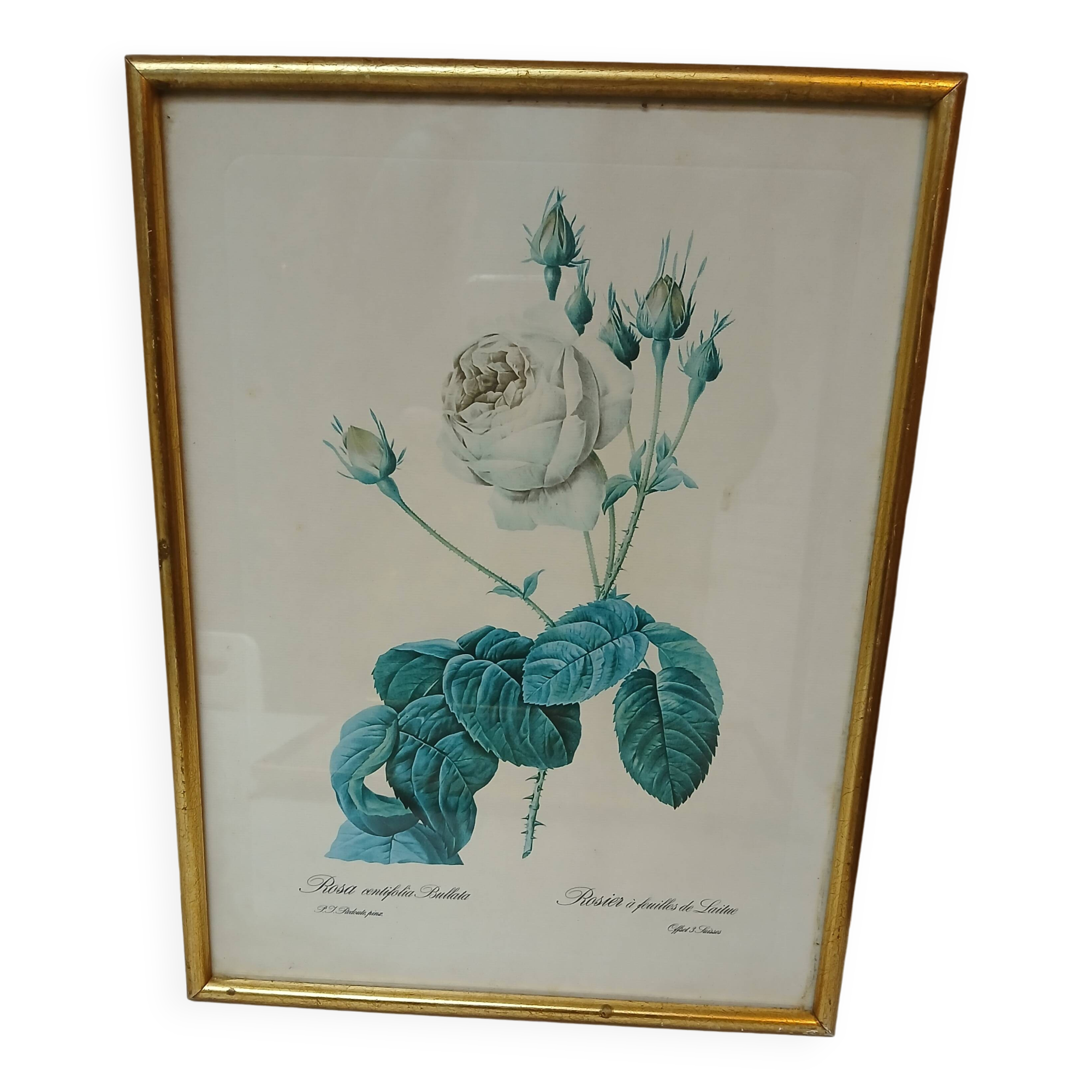 Old frame Rose bush with lettuce leaves PJ Redouté