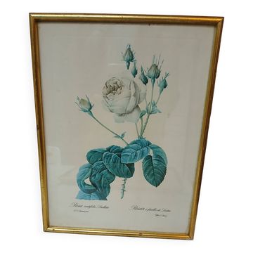 Old frame Rose bush with lettuce leaves PJ Redouté
