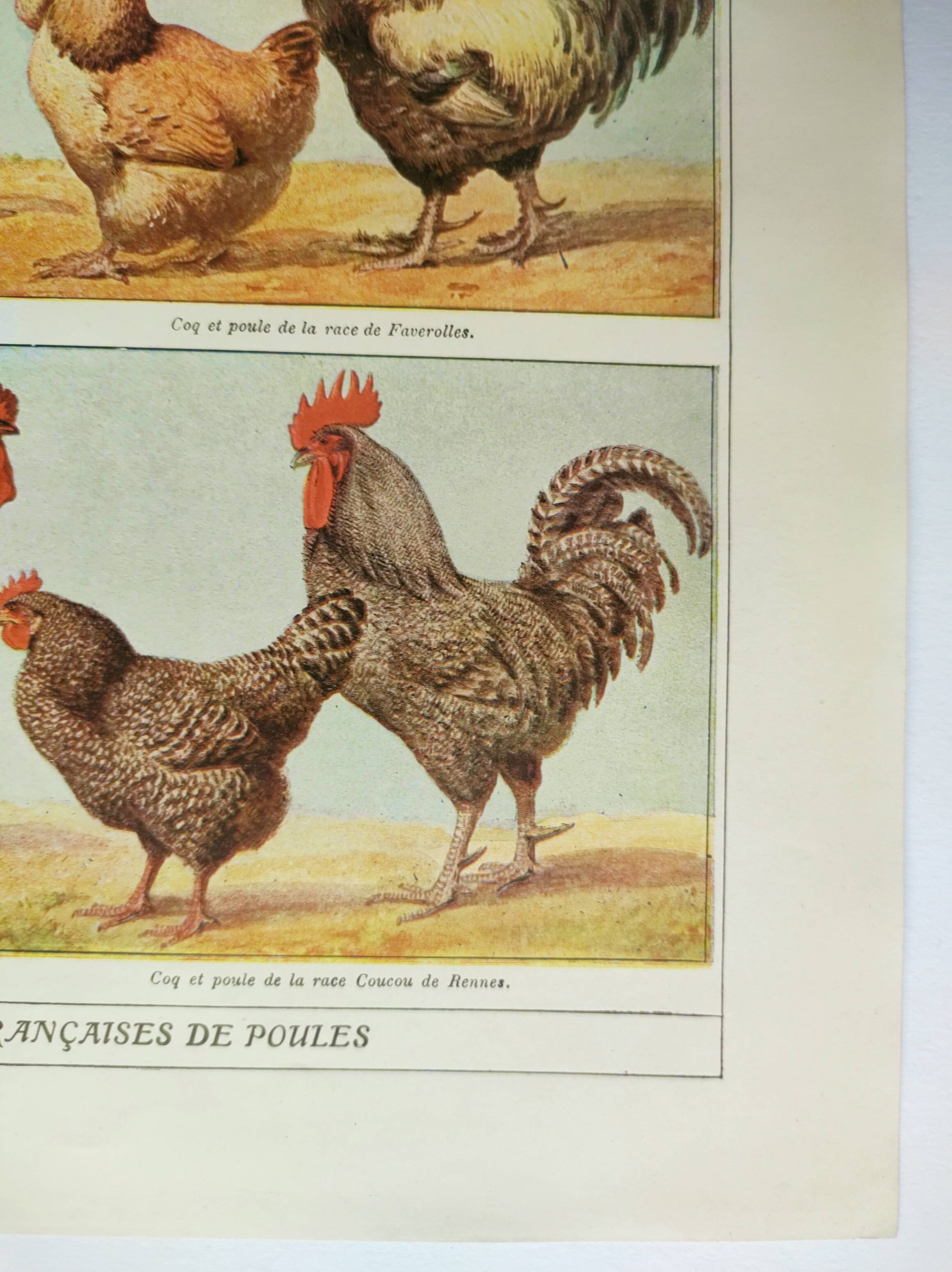 Antique engraving from 1920 - Hens and roosters 1 - Original plate by A. Millot
