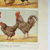 Gravure ancienne de 1920 -Poules et coqs 1- Planche originale par A. Millot
