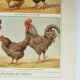 Antique engraving from 1920 - Hens and roosters 1 - Original plate by A. Millot
