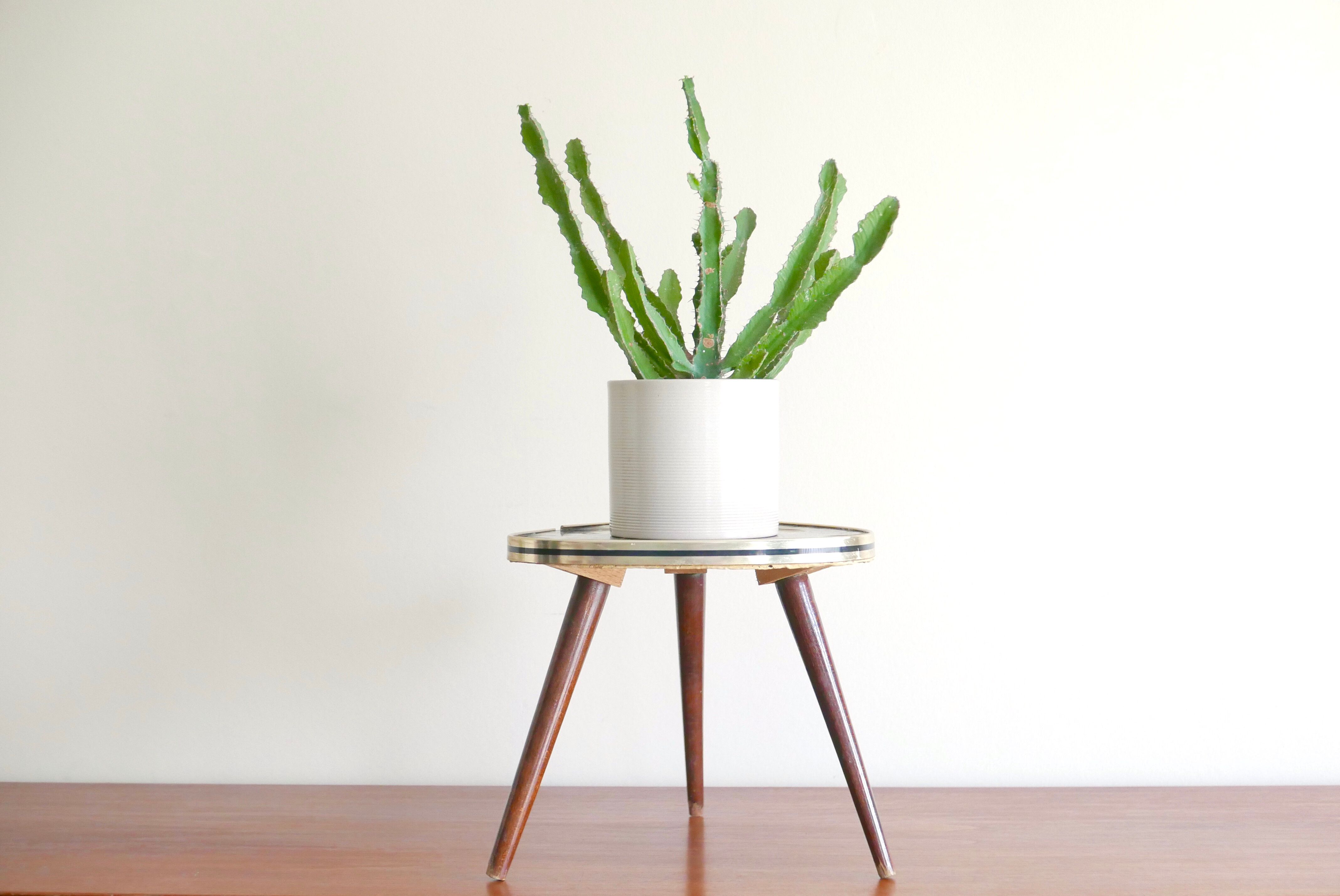 Table tripod set abstract, door harness plant - 50 years