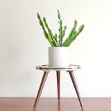 Table tripod set abstract, door harness plant - 50 years