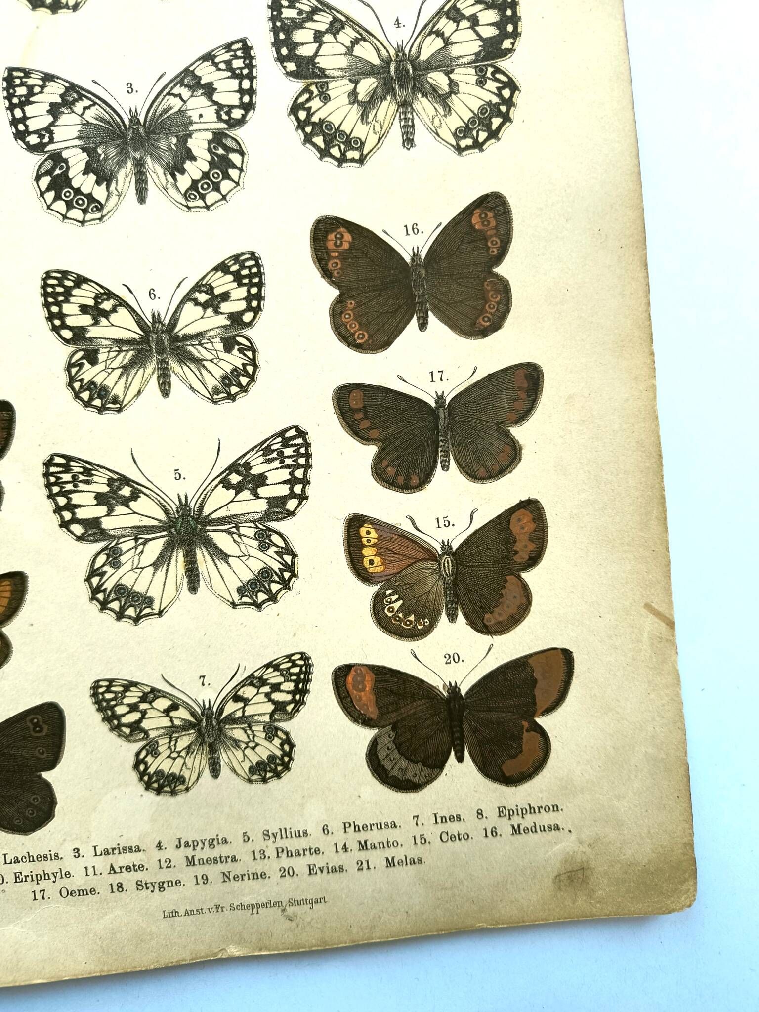 Antique print of Butterflies - Lithograph from 1887 - Galatha