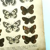 Antique print of Butterflies - Lithograph from 1887 - Galatha