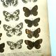 Gravure ancienne de Papillons - Lithographie de 1887 - Galatha