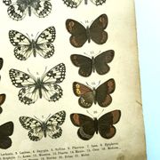 Antique print of Butterflies - Lithograph from 1887 - Galatha