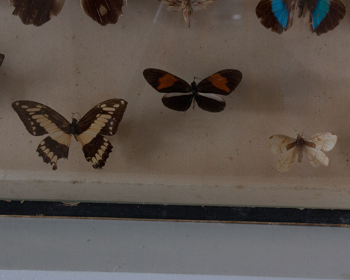 Framed butterflies