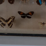 Framed butterflies